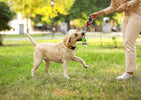 Entrenando a tu Perro para que Camine Junto a Ti sin Correa