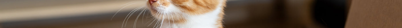 ¿Por qué mi gato maúlla tanto? Comprendiendo la comunicación felina