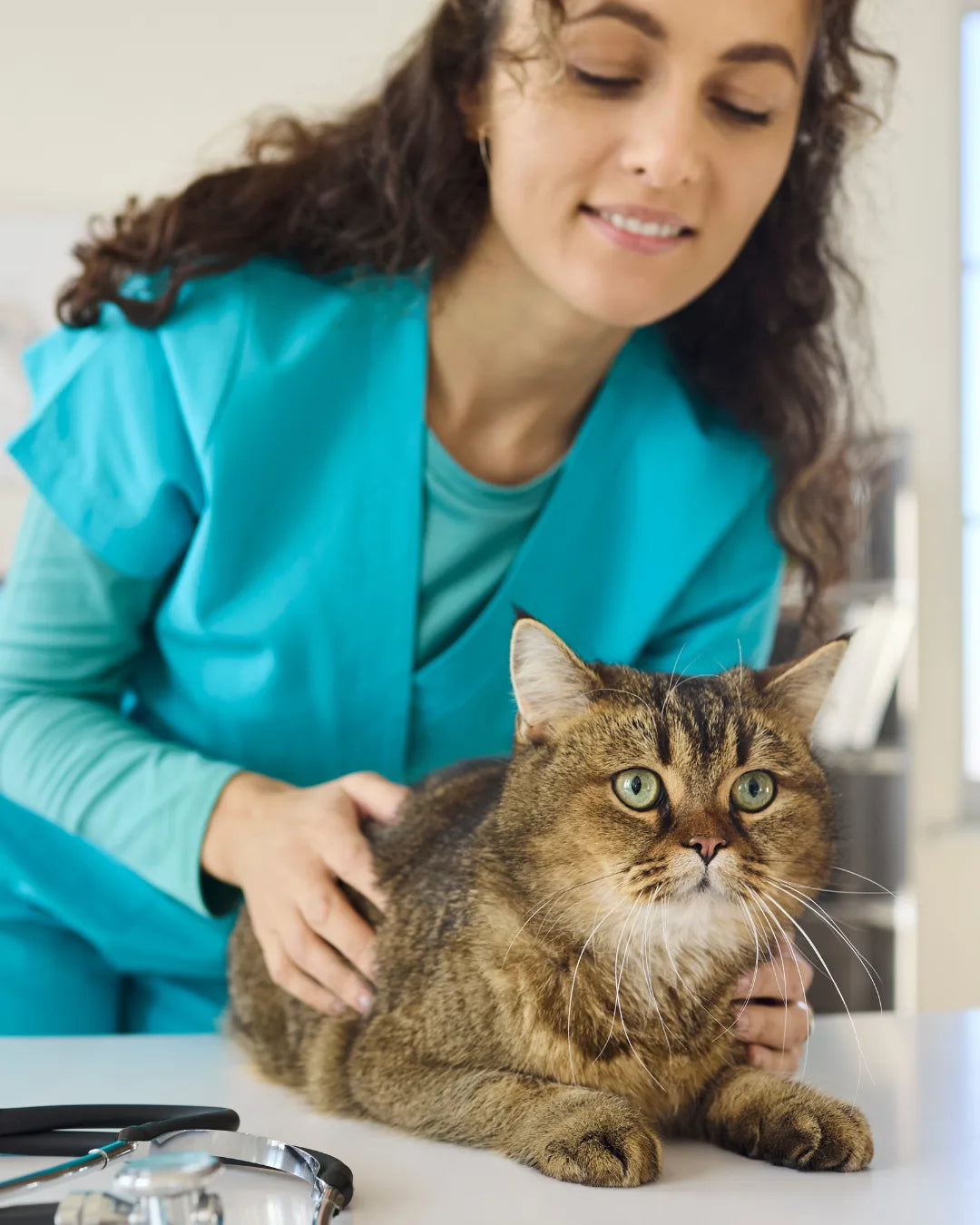 Las 3 vacunas que todo gato necesita para una vida sana y feliz