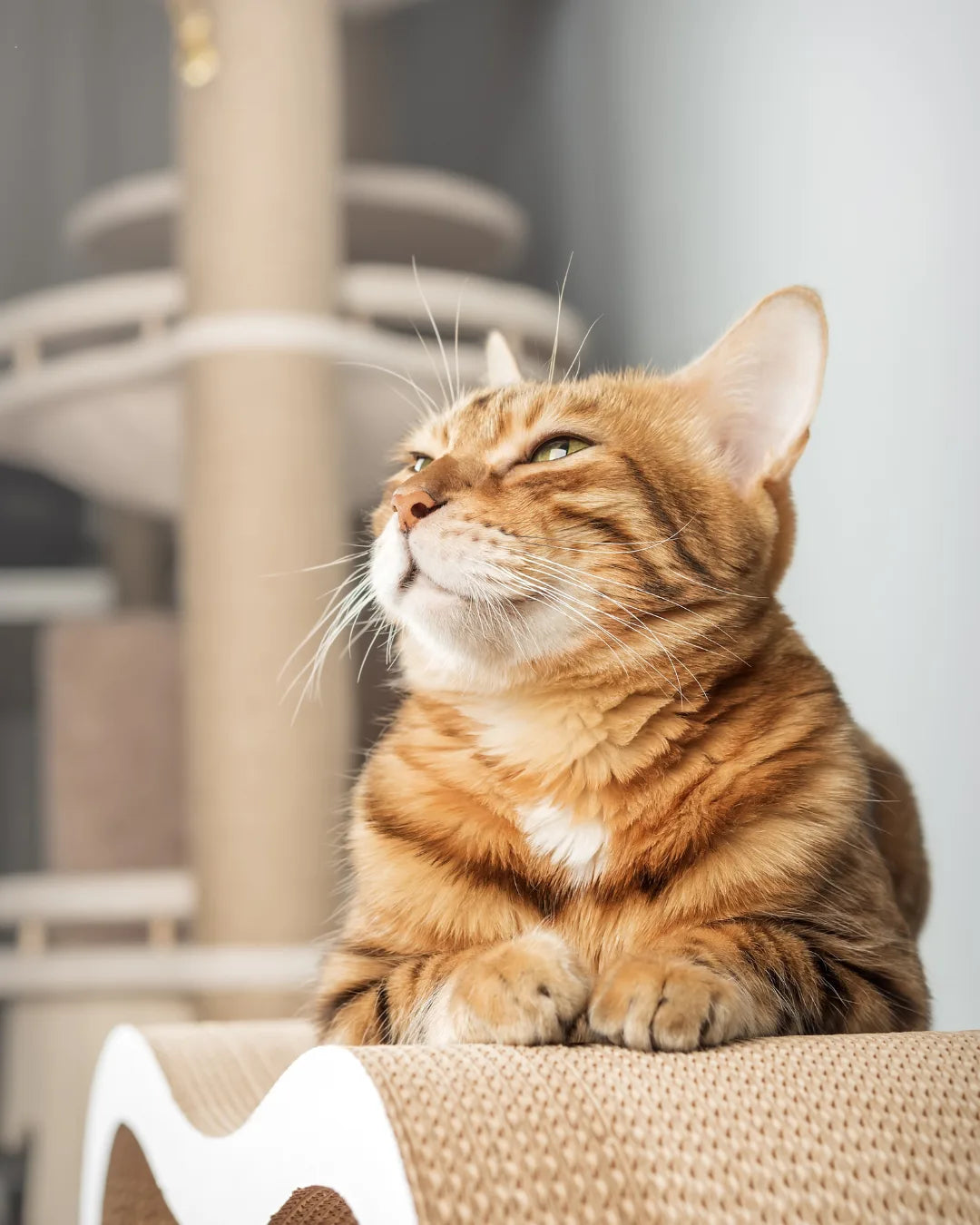 Las 3 vacunas que todo gato necesita para una vida sana y feliz
