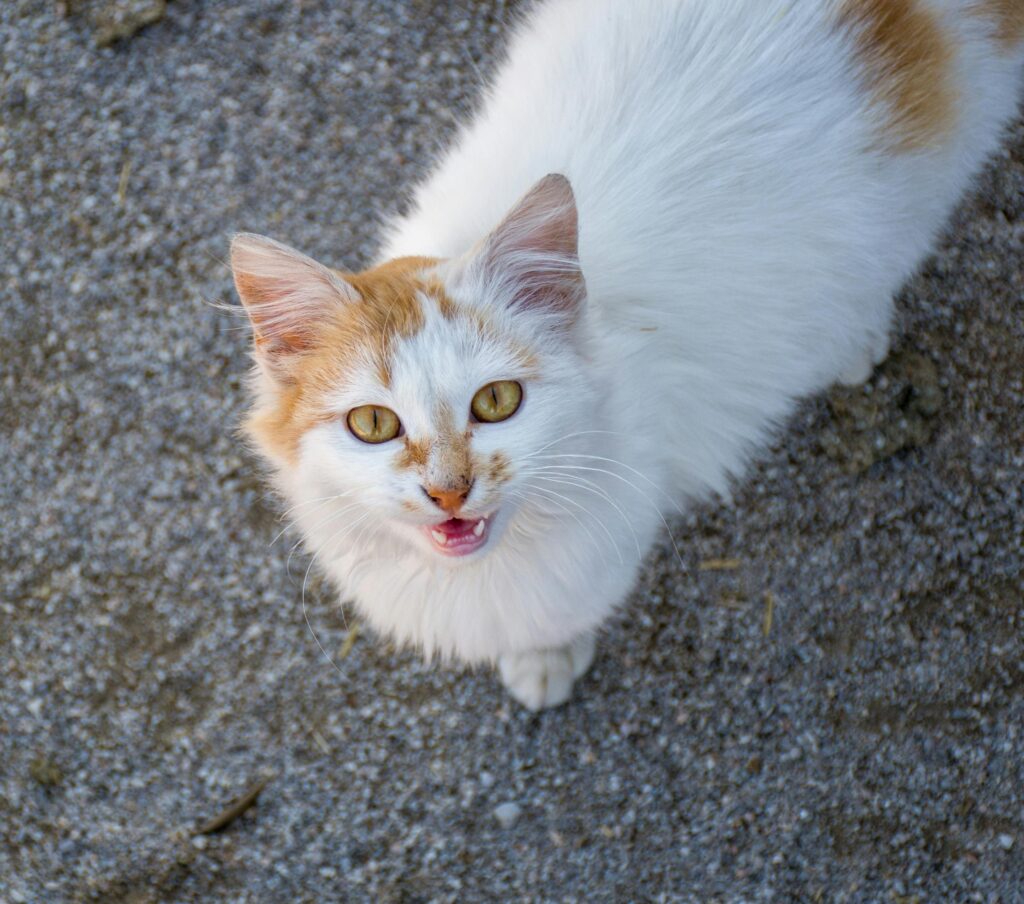 ¿Por qué mi gato maúlla tanto? Comprendiendo la comunicación felina