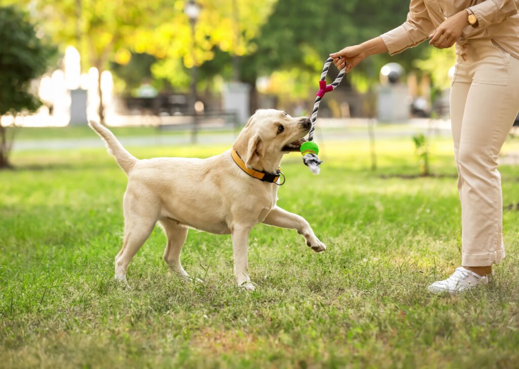 Entrenando a tu Perro para que Camine Junto a Ti sin Correa