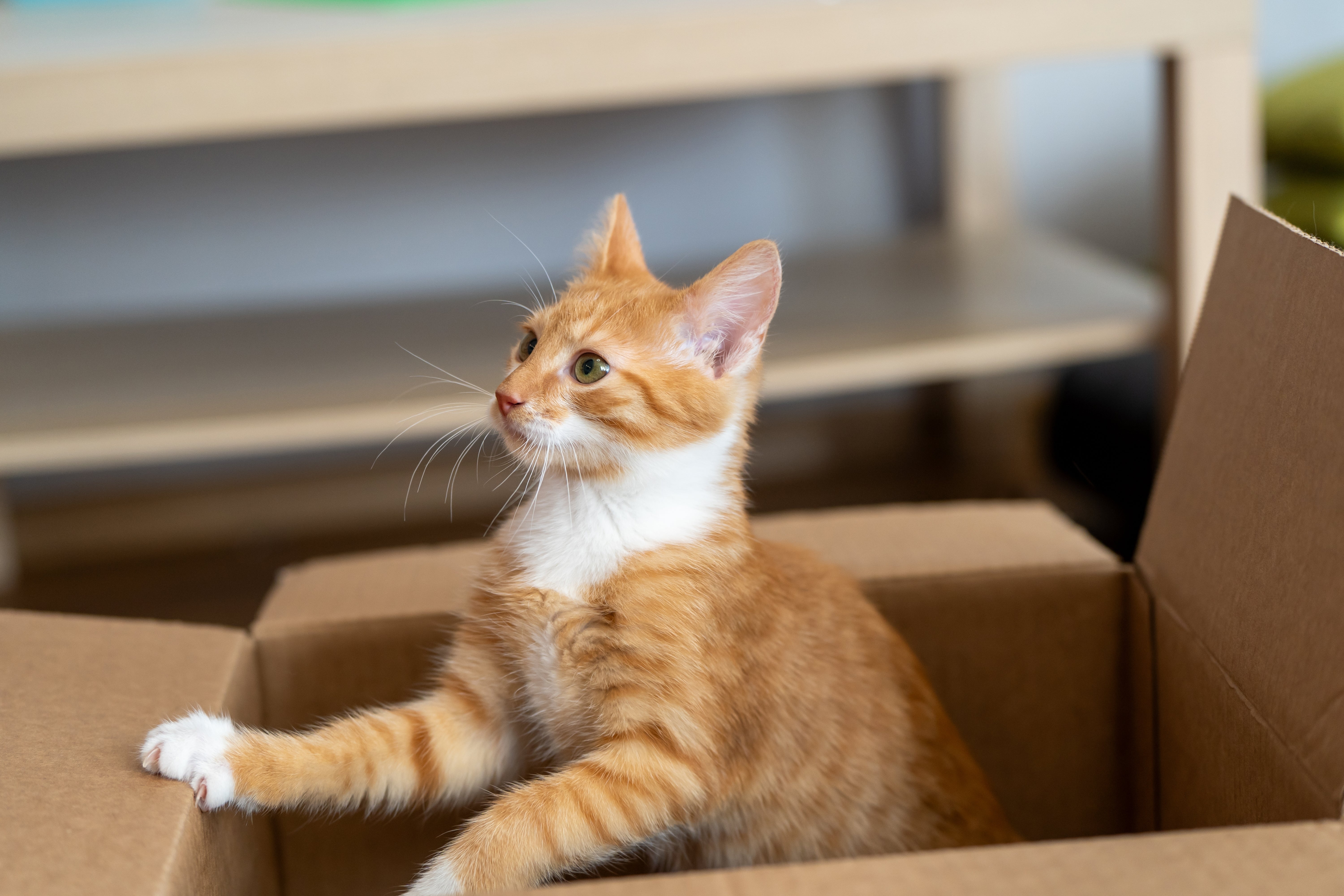 ¿Por qué mi gato maúlla tanto? Comprendiendo la comunicación felina