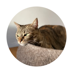 Collection image for: Gatos Accesorios