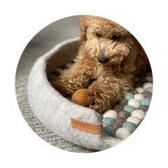 Collection image for: Perros Accesorios