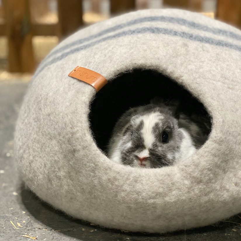 Petra cave for cats