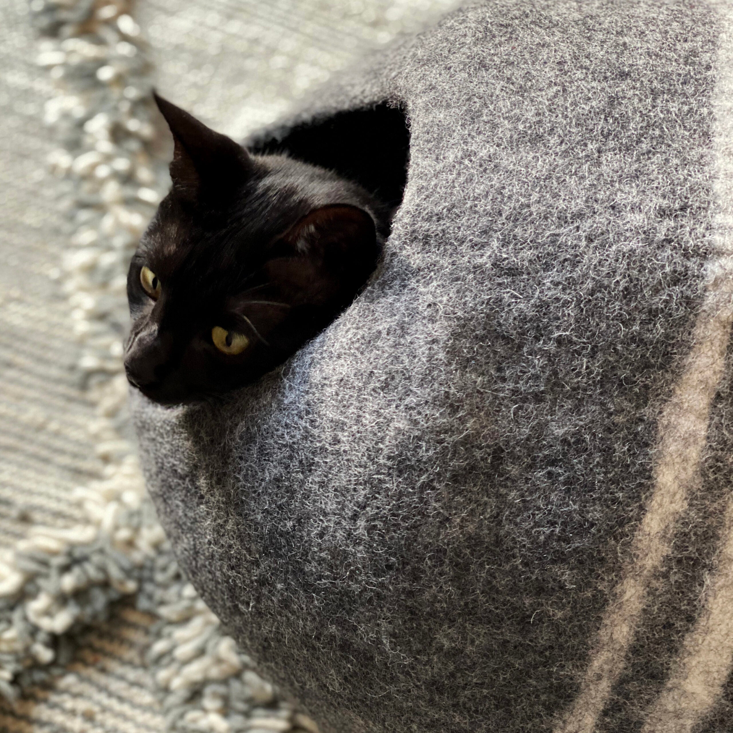 Petra cave for cats
